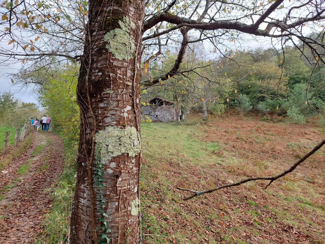 Venta de finca rústica en Abamia s/n Cuetualeoa , Cangas de Onís photo 2
