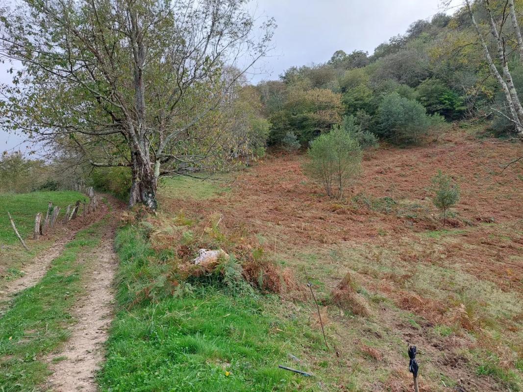 Venta de finca rústica en Abamia s/n Cuetualeoa , Cangas de Onís photo 4
