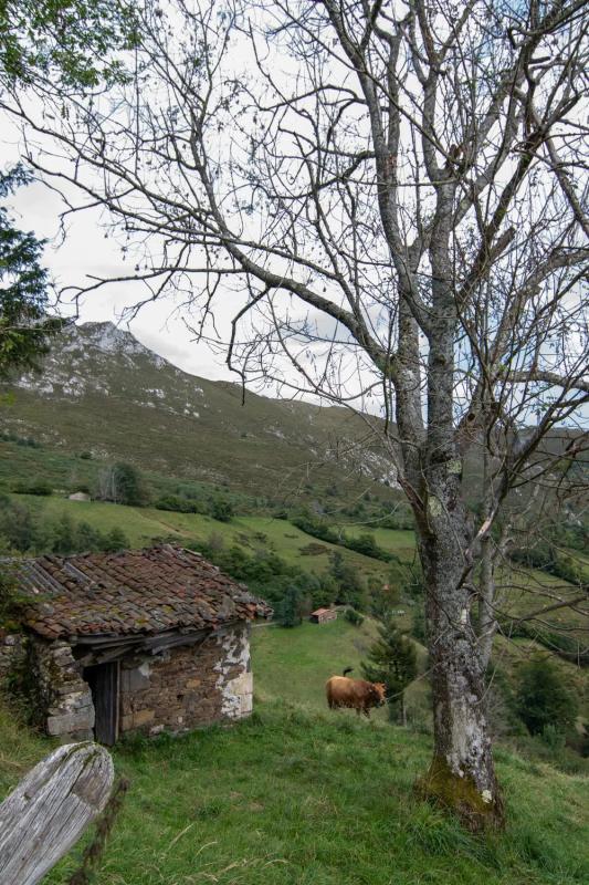 Venta de finca rústica en  PI-4 s/n , Piloña photo 2