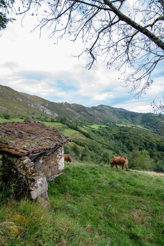Venta de finca rústica en  PI-4 s/n , Piloña photo 5