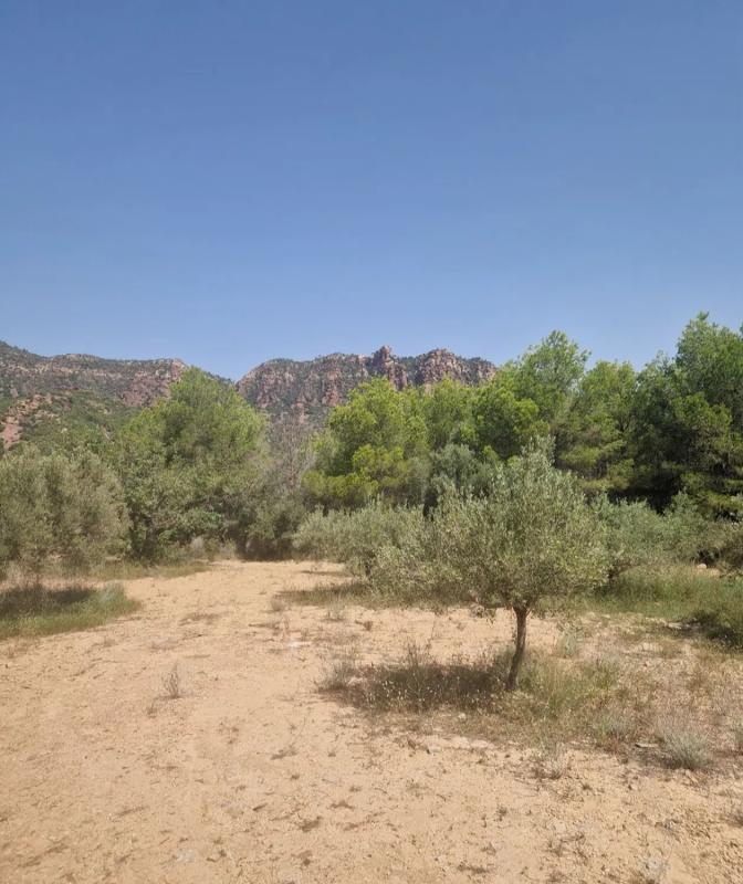 Terreno en venta en Segart, Valencia photo 5