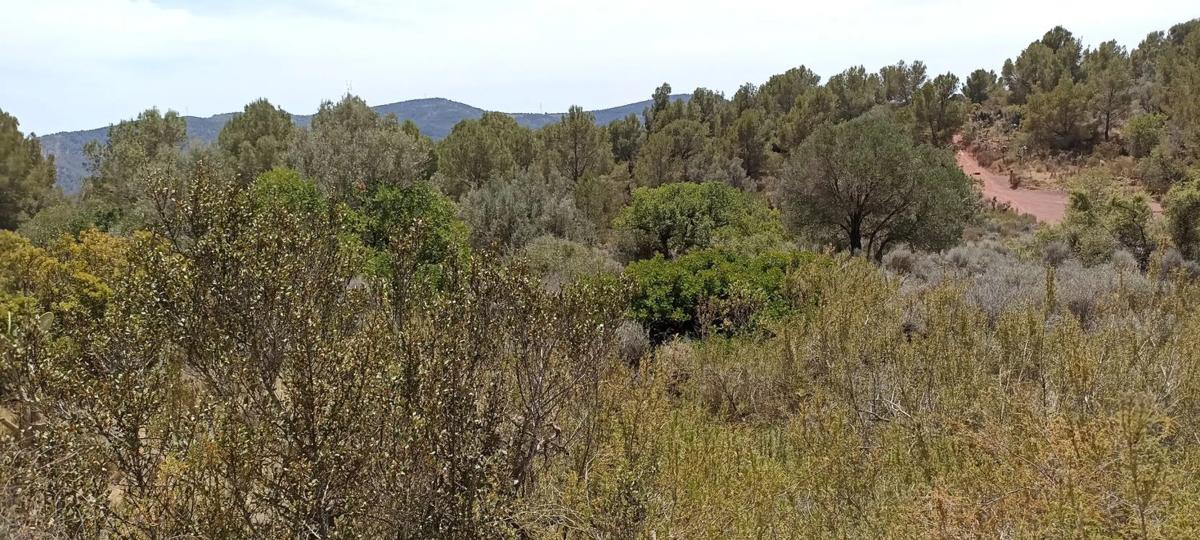 Terreno en venta en Albalat Dels Taronchers, Valencia photo 2