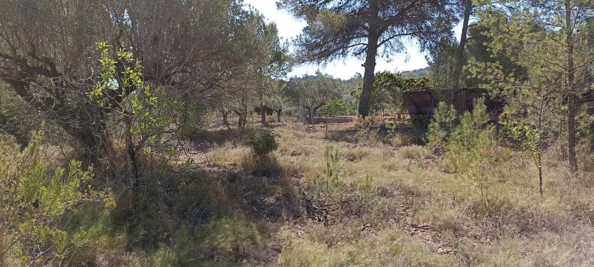 Terreno en venta en Albalat Dels Taronchers, Valencia photo 1