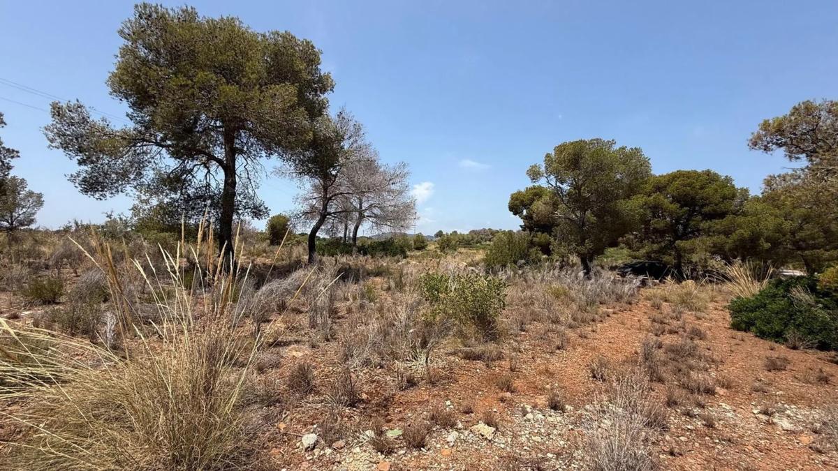 Terreno en venta en Sagunto/Sagunt, Valencia photo 5
