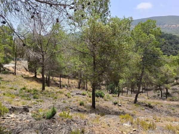 Terreno en avenida Palància Pau s/n photo 1