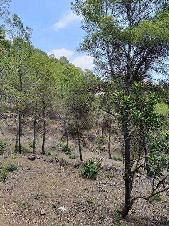 Terreno en avenida Palància Pau s/n thumbnail 2