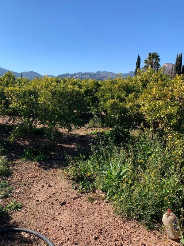 Land for sale in Petrés, Valencia photo 3