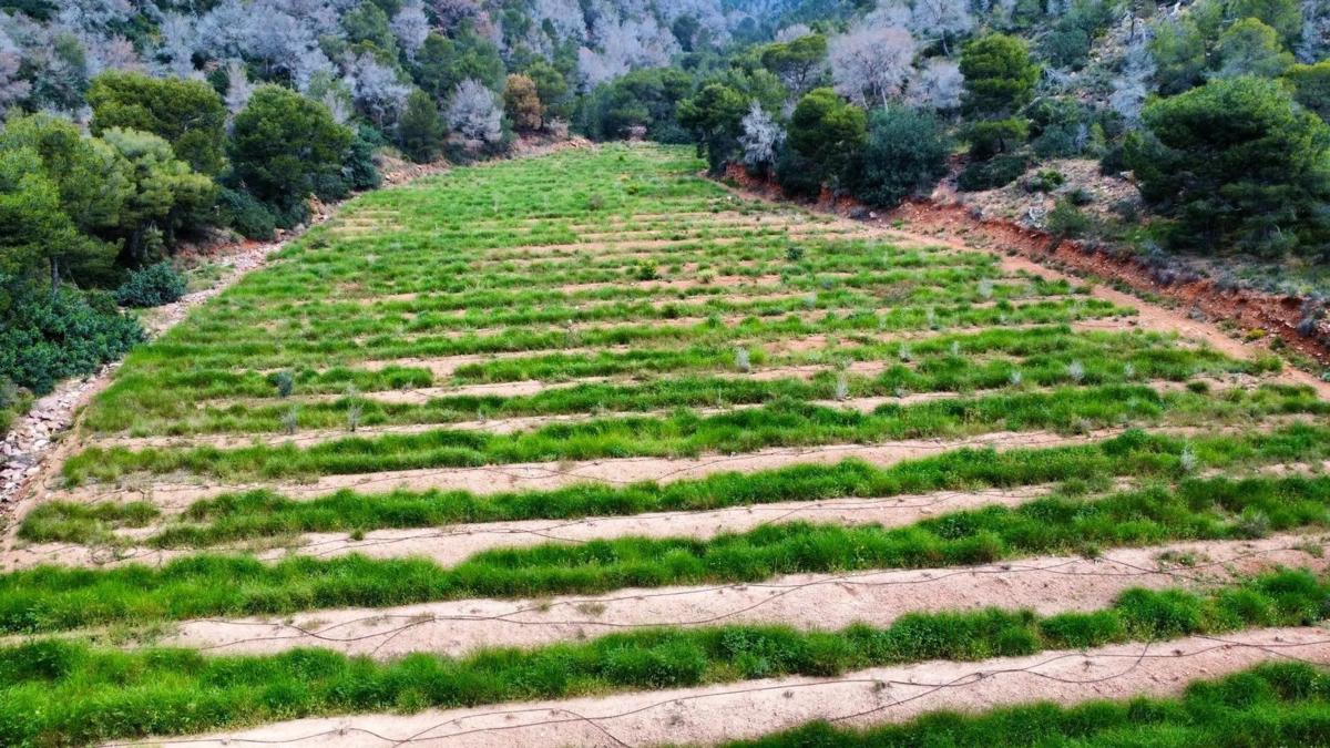 Terreno en venta en Sagunto/Sagunt, Valencia photo 3