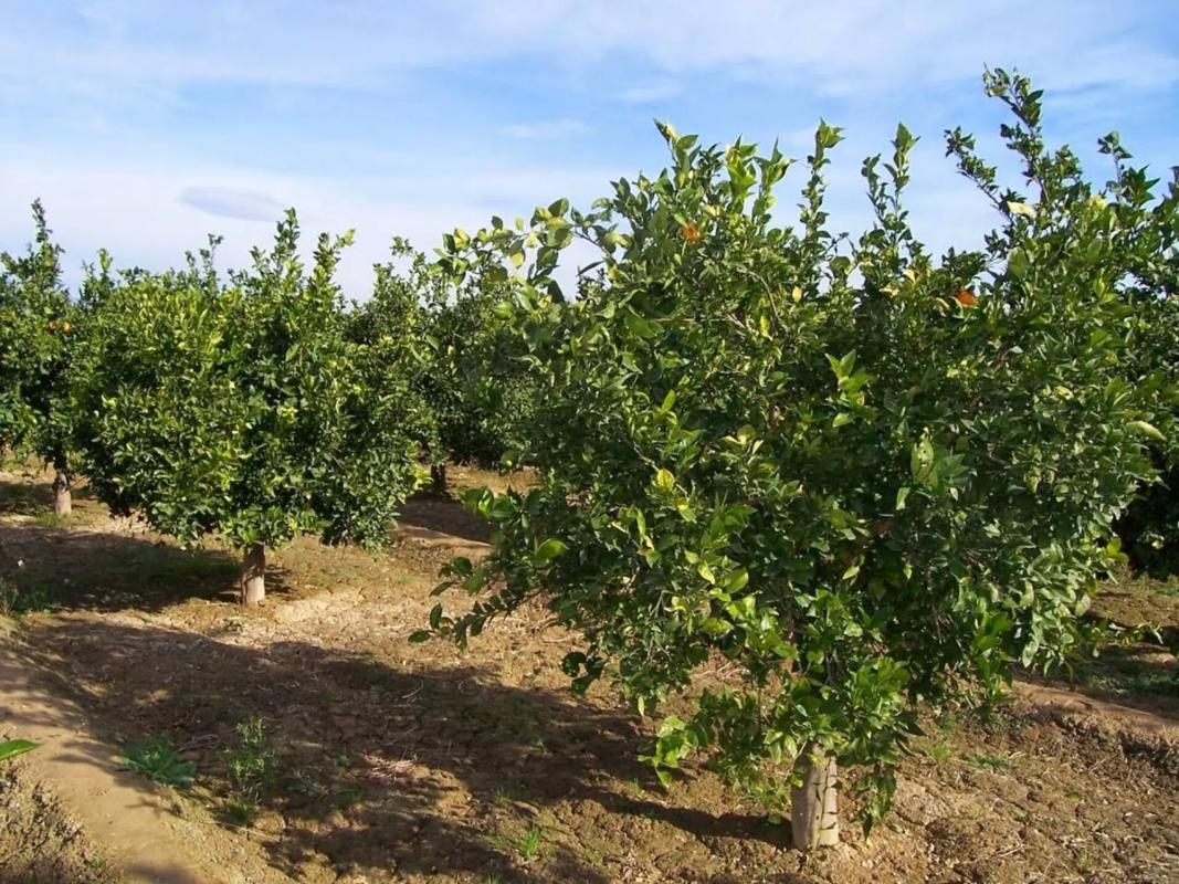 Land for sale in Sagunto, Valencia photo 1
