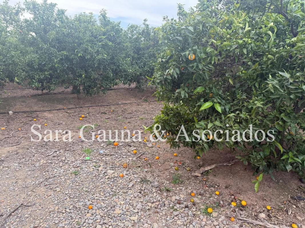 Terreno en venta en Sagunto/Sagunt, Valencia photo 5