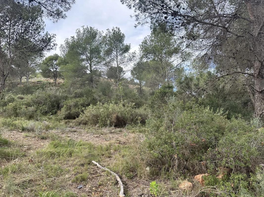 Land for sale in Algar de Palancia, Valencia photo 4