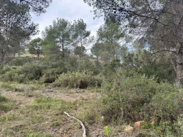 Terreno en Algar de Palancia photo 4