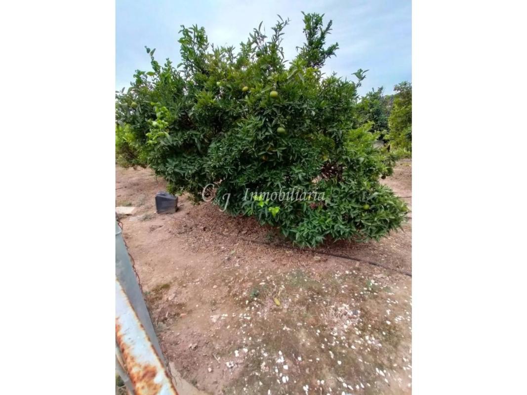 Land for sale in Petrés, Valencia photo 4