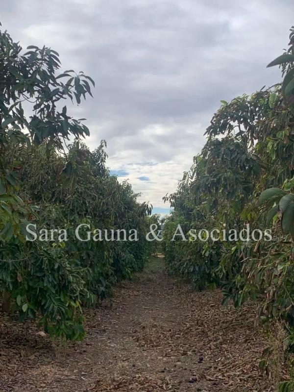 Terreno en venta en Sagunto/Sagunt, Valencia photo 5