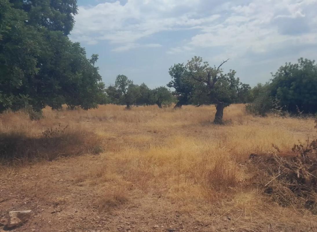 Land for sale in Petrés, Valencia photo 2