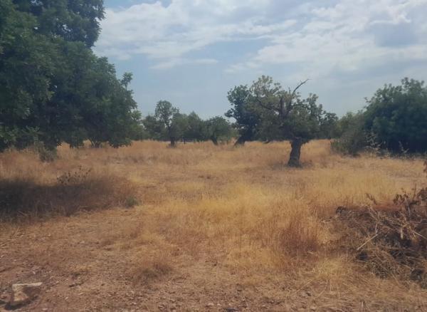 Terreno en Petrés photo 2