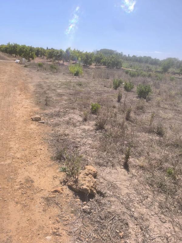 Terreno en venta en Sagunto/Sagunt, Valencia photo 5