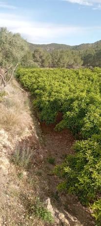 Terreno en Coronat s/n photo 1
