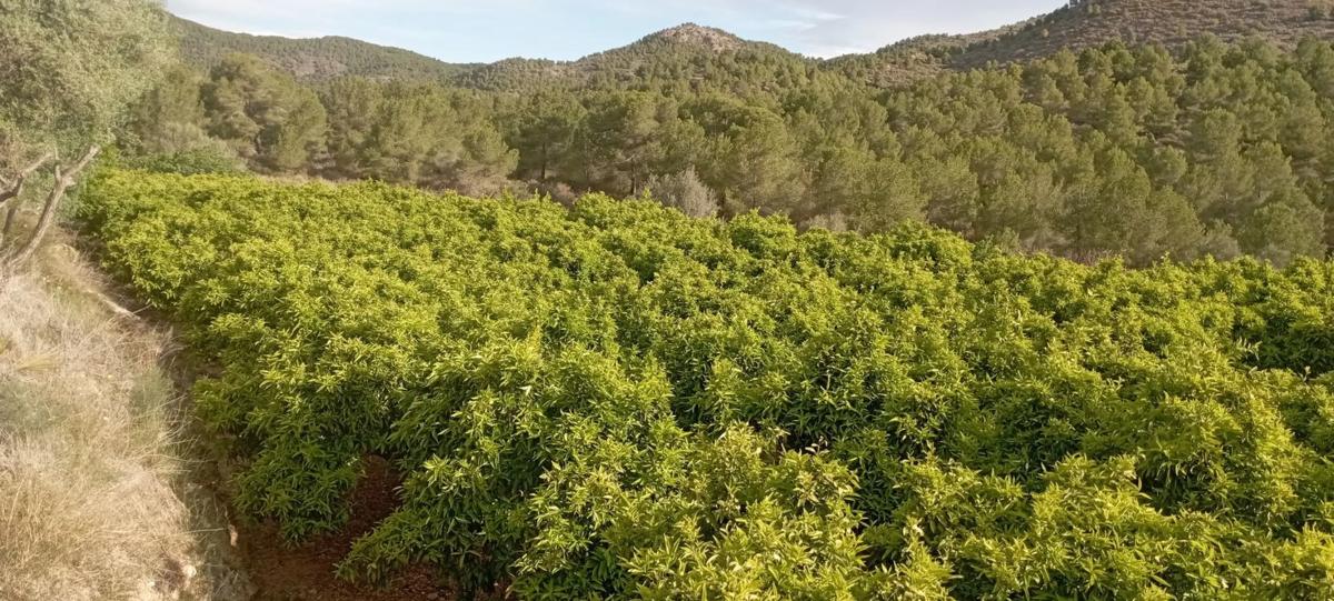Land for sale in Quart de les Valls, Valencia photo 3