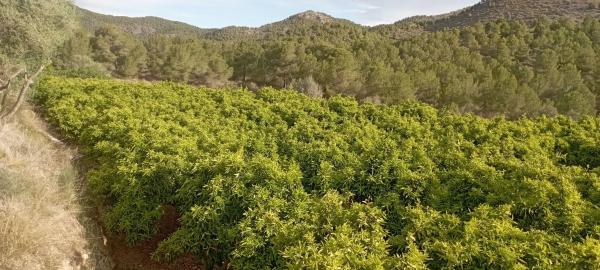 Terreno en Coronat s/n photo 3