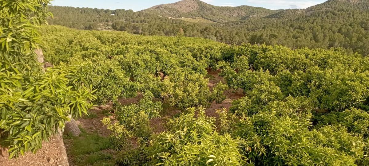 Land for sale in Quart de les Valls, Valencia photo 4