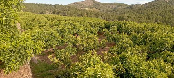 Terreno en Coronat s/n photo 4