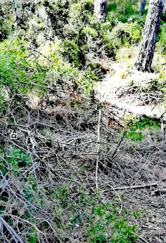 Land for sale in Albalat dels Tarongers, Valencia photo 2