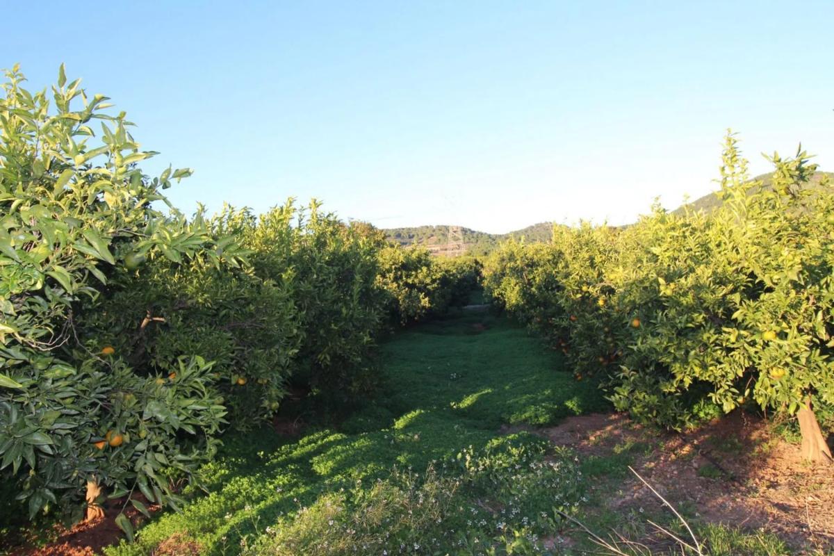 Terreno en venta en Faura, Valencia photo 5