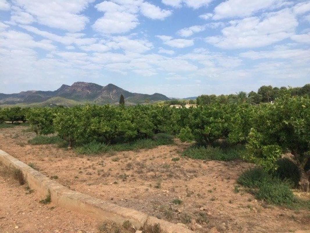 Terreno en venta en Albalat Dels Taronchers, Valencia photo 1