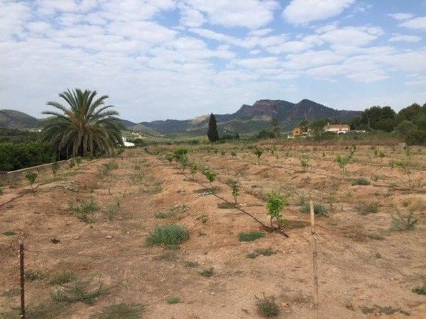 Terreno en Albalat Dels Tarongers photo 2
