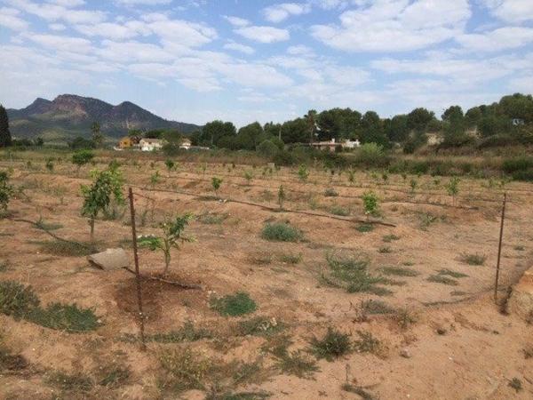 Terreno en Albalat Dels Tarongers photo 3