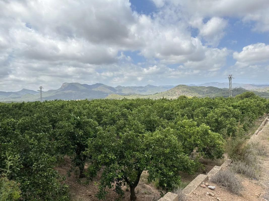 Land for sale in Sagunto, Valencia photo 5