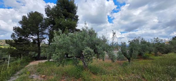 Terreno en cv310 s/n photo 1