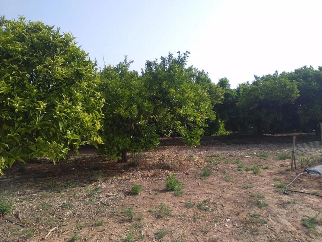 Terreno en venta en Sagunto/Sagunt, Valencia photo 2