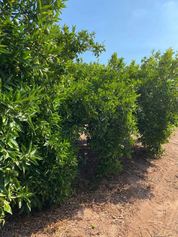 Terreno en venta en Sagunto/Sagunt, Valencia photo 4