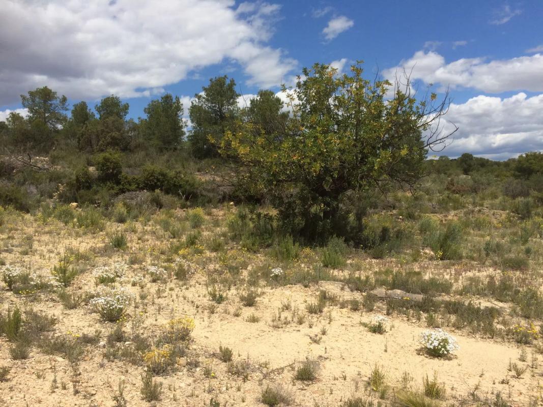 Land for sale in Llíria, Valencia photo 2