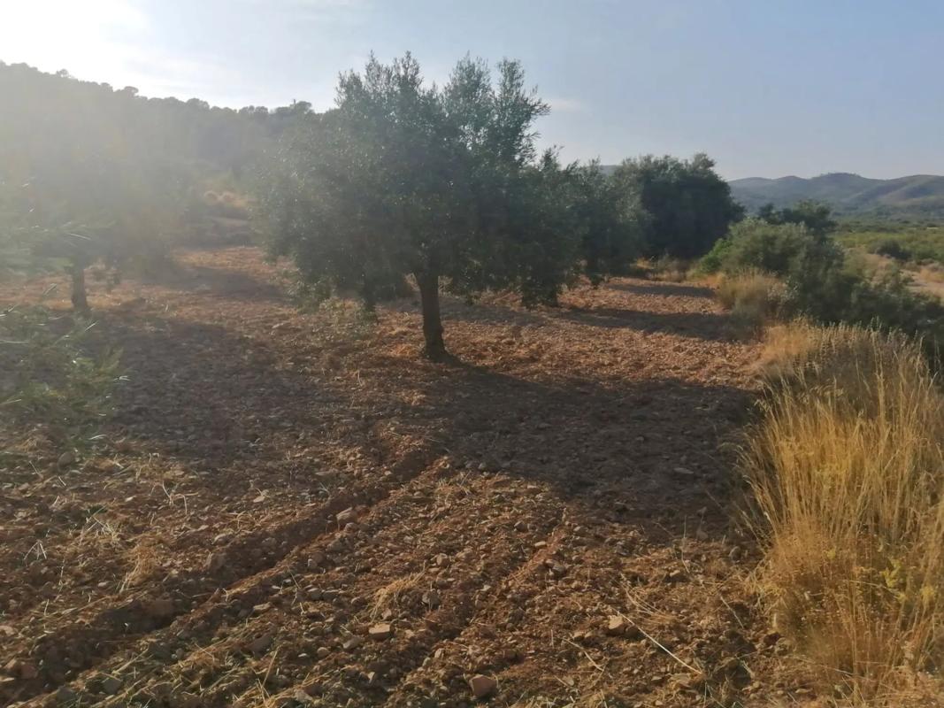 Terreno en venta en Llíria, Valencia photo 2