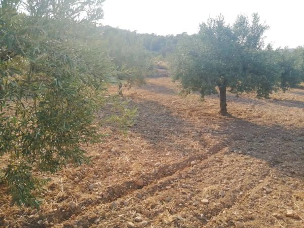 Terreno en Poligono 60, parcela 129 s/n carreteralliriaalcublas thumbnail 2