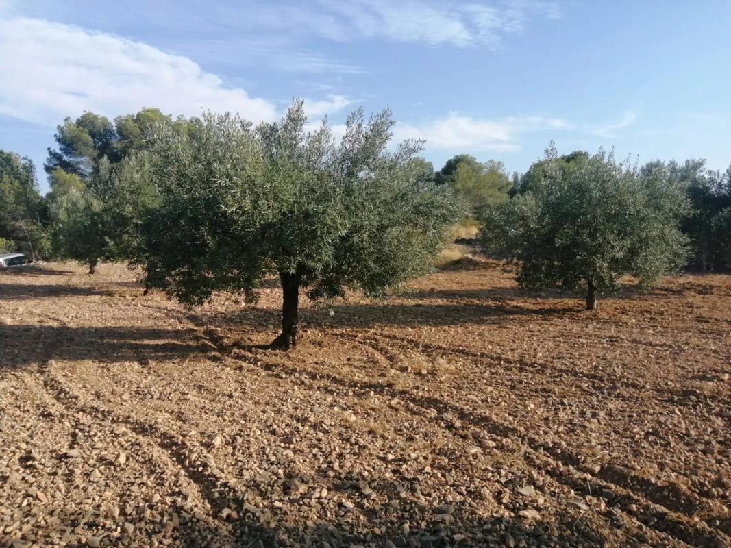 Terreno en venta en Llíria, Valencia photo 4