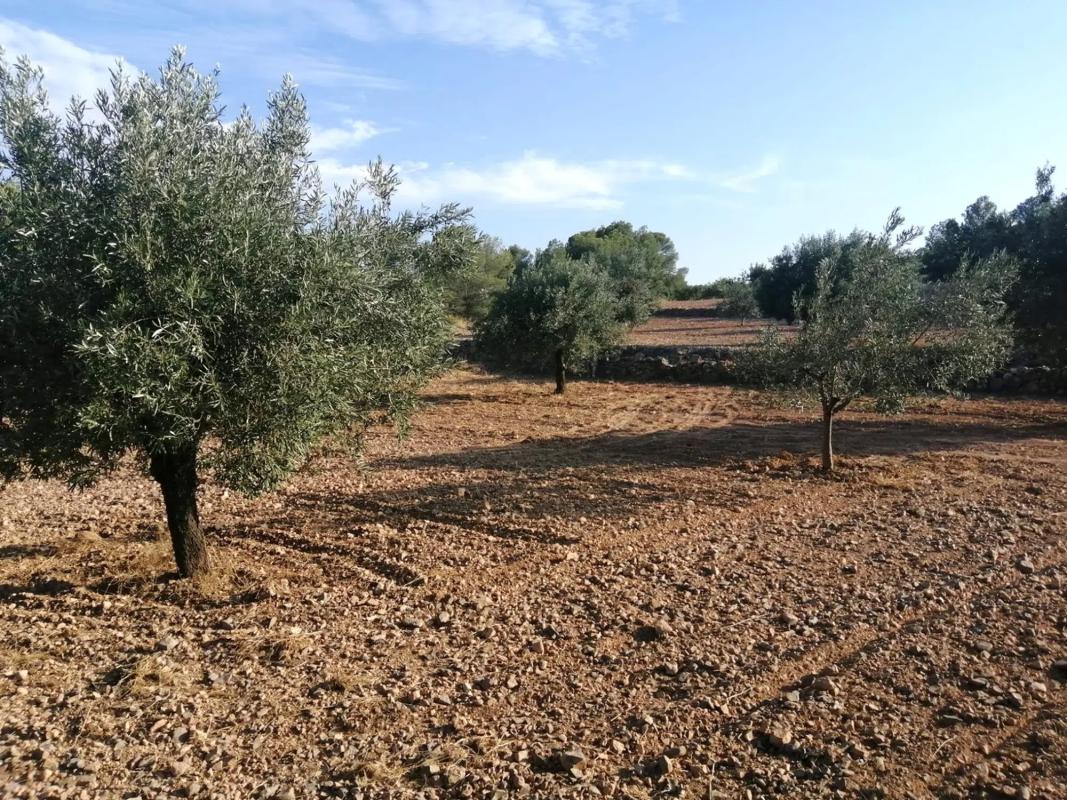 Terreno en venta en Llíria, Valencia photo 5