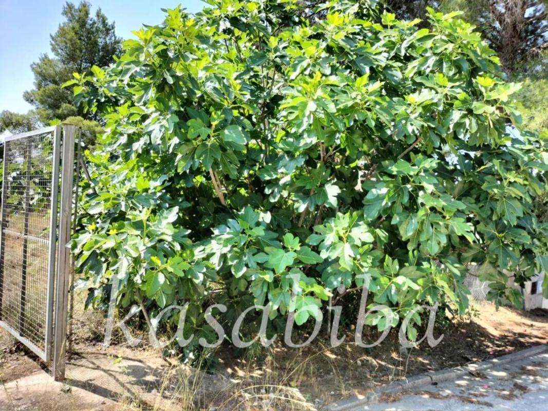 Terreno en venta en Llíria, Valencia photo 4