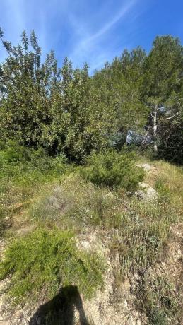 Terreno en calle Naranjo s/n photo 1