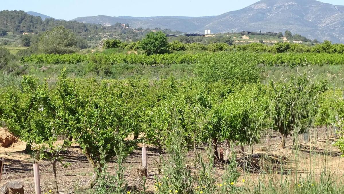 Terreno en venta en Vilamarxant, Valencia photo 4