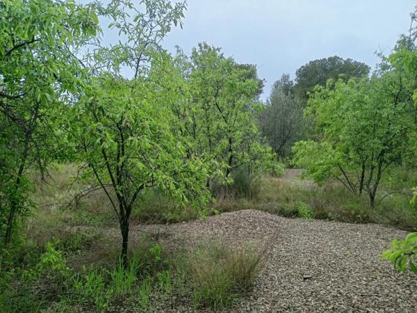 Terreno en Casinos photo 3