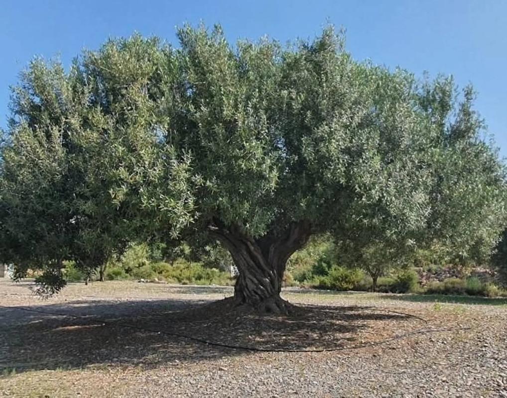 Land for sale in Llíria, Valencia photo 2