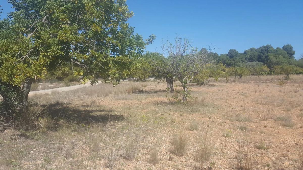 Terreno en venta en Olocau, Valencia photo 1