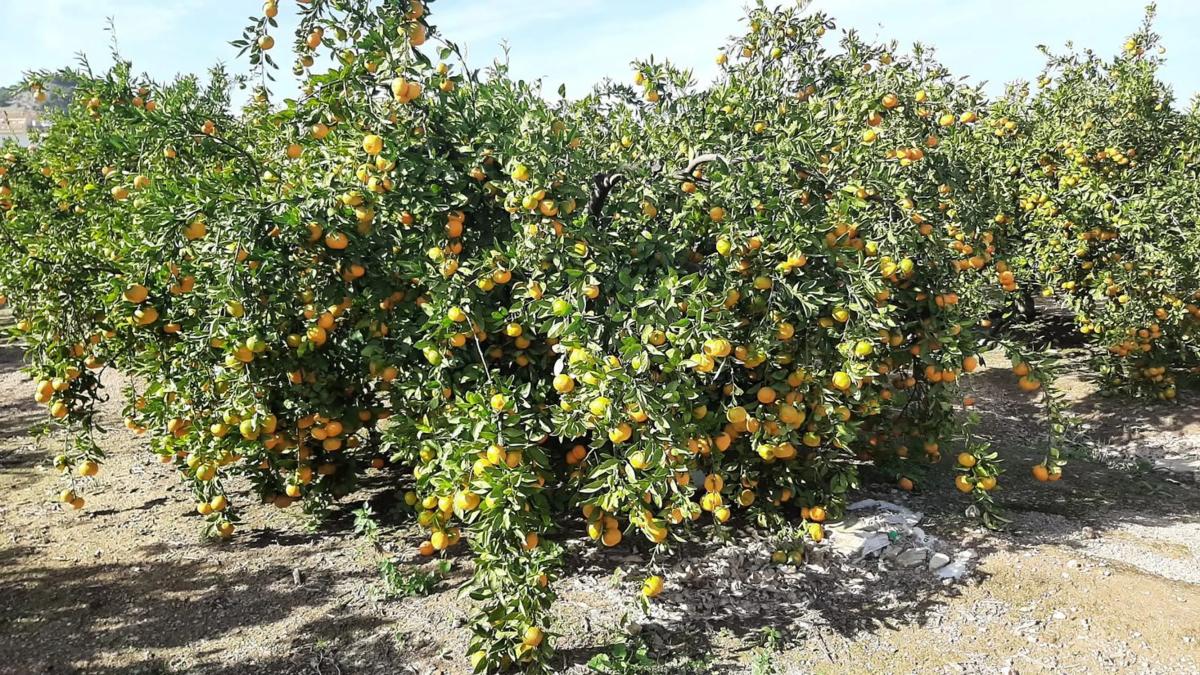 Участок земли на продажу в Ллирия, Валенсия photo 2