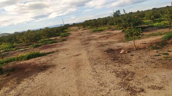 Terreno en Los Pinares-La Masía photo 3