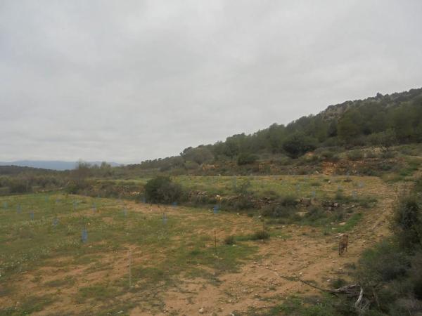Terreno en Casinos photo 1