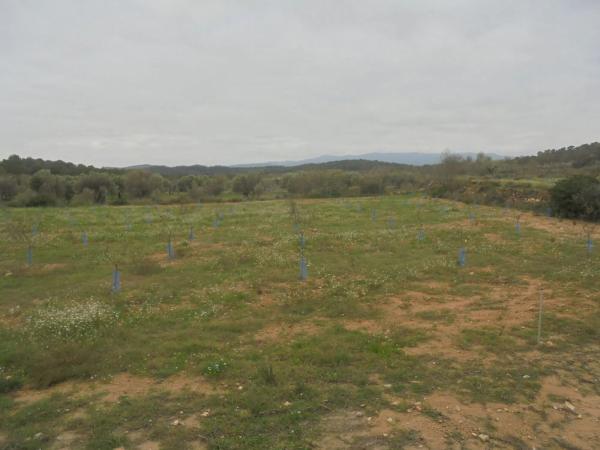 Terreno en Casinos photo 2